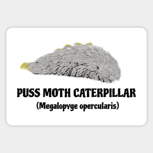 Puss Moth Caterpillar with Scientific name Magnet